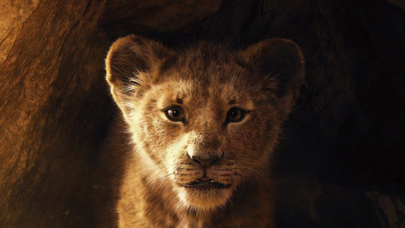 the lion king, lion, 2019 movies, movies, hd, 4k, 5k, disney, simba