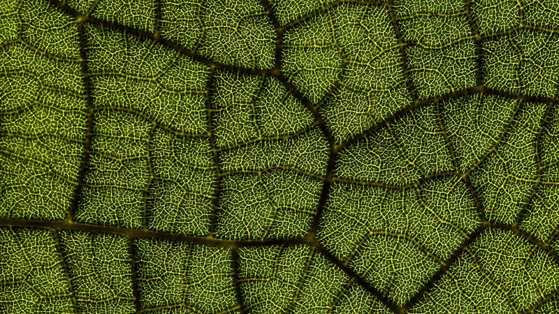 leaf, veins, texture, macro, closeup, 4k