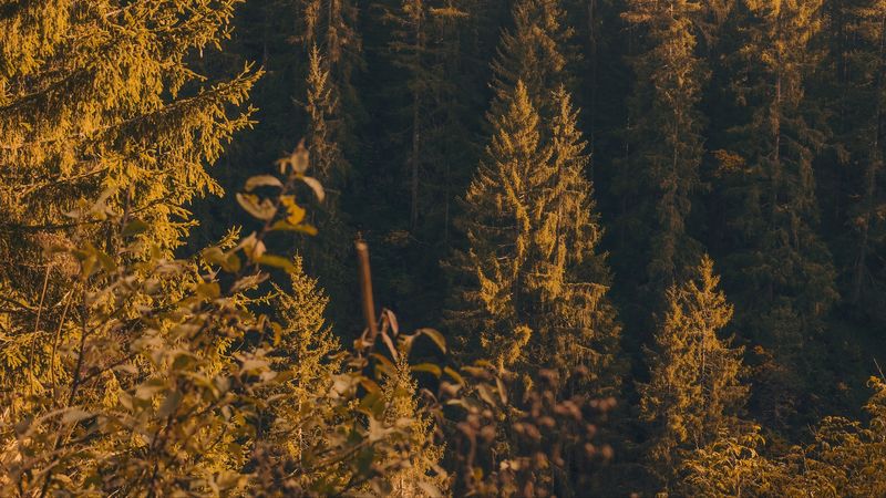 forest, trees, pine, conifer, nature, 4k