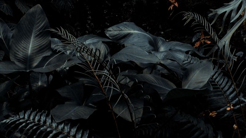 plants, tropical, fern, bushes, dark, 4k