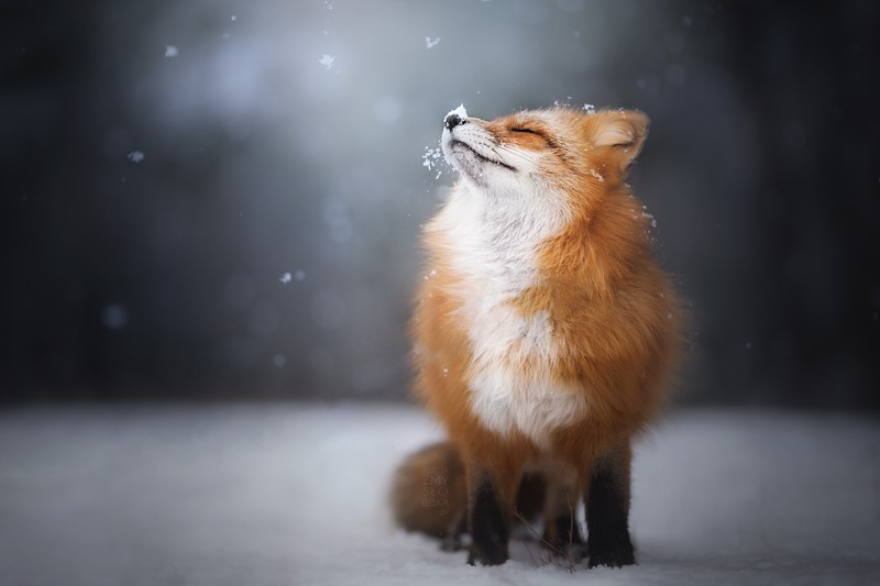 fox, animals, hd