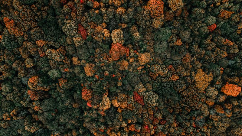 forest, trees, aerial view, autumn, nature, 4k