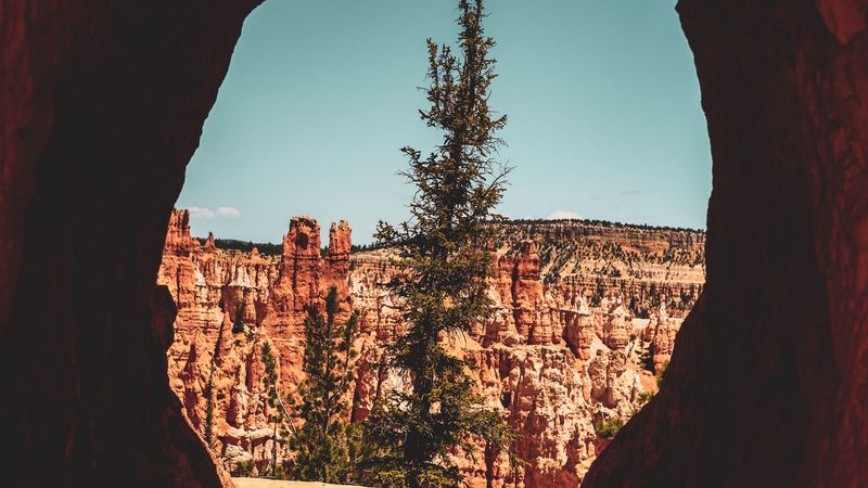 cave, tree, canyon, cliff, rocks, 4k
