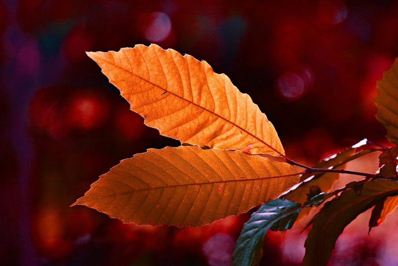 autumn, leaf, nature, hd, 4k, 5k, photography
