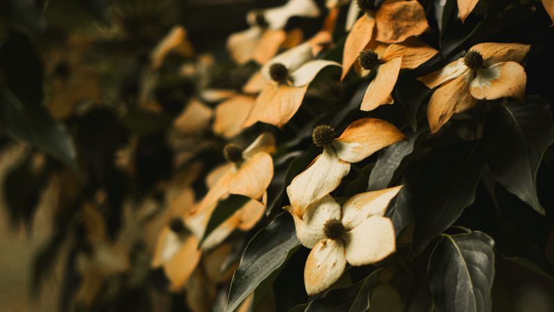 flowers, dry, leaves, plant, bush, 4k