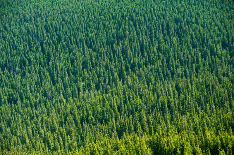 aerial, tress, forest, photography, hd, 4k