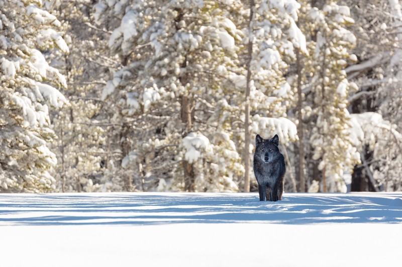 wolf, animals, photography, hd, winter