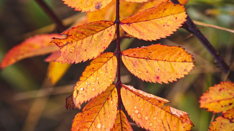 leaves, yellow, wet, drops, macro, 4k