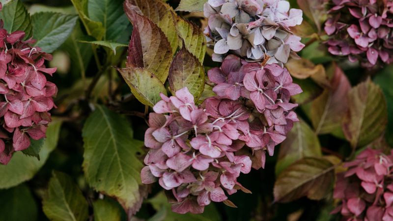 lilac, flowers, inflorescences, purple, macro, 4k
