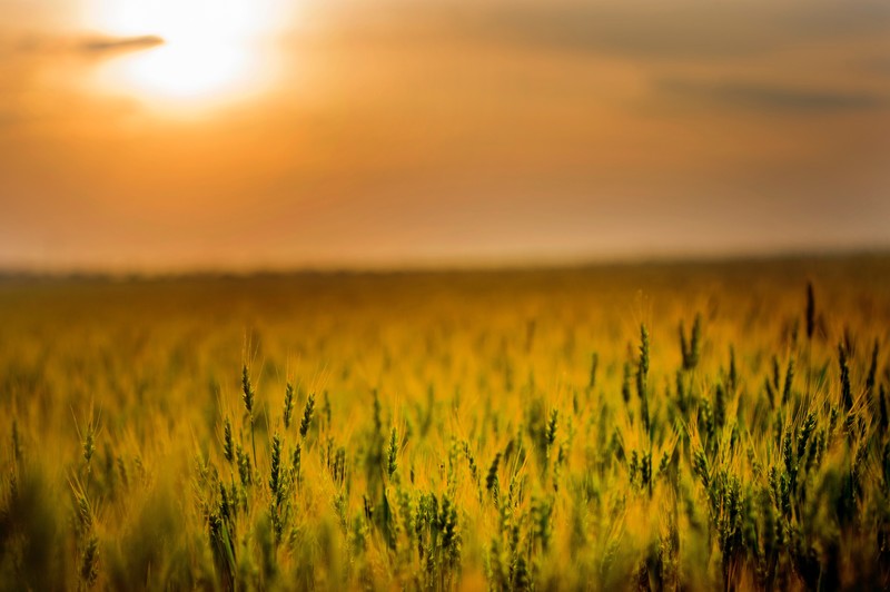 field, sunset, grass, hd, 4k, nature, photography