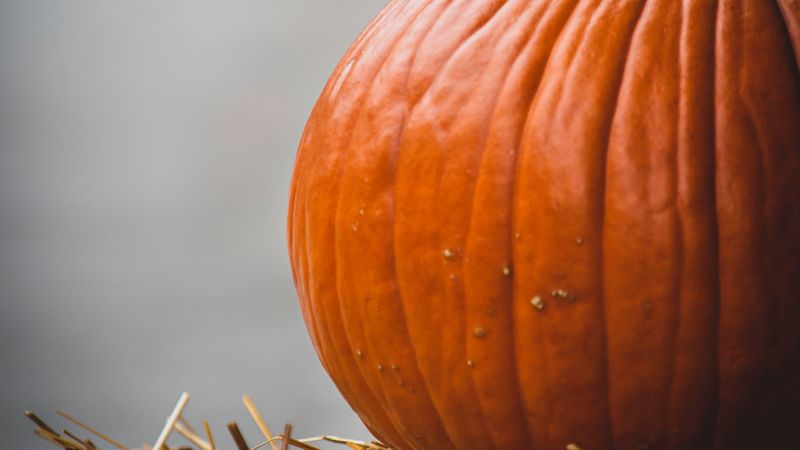 pumpkin, ripe, orange, vegetable, harvest, 4k