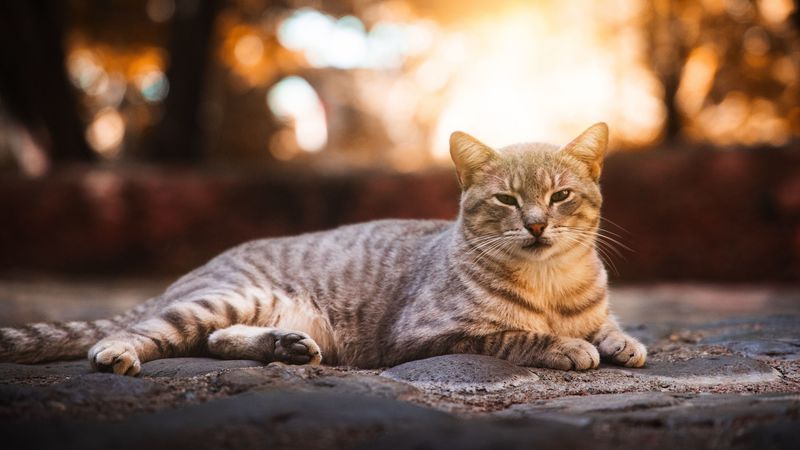cat, gray, striped, cute, pet, 4k