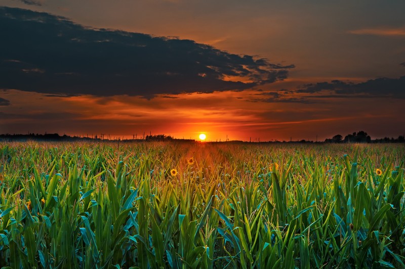 field, sunset, nature, hd, photography