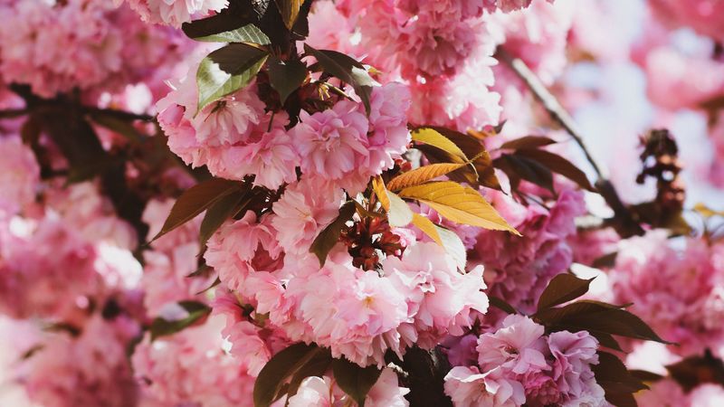 sakura, flowers, flowering, branches, 4k