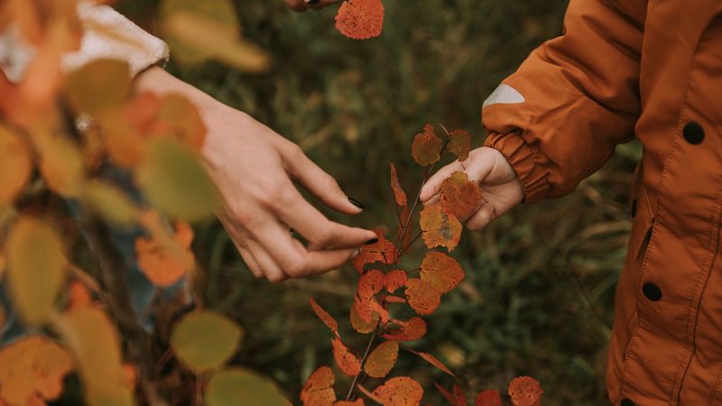 hands, fingers, leaves, branches, autumn, 4k