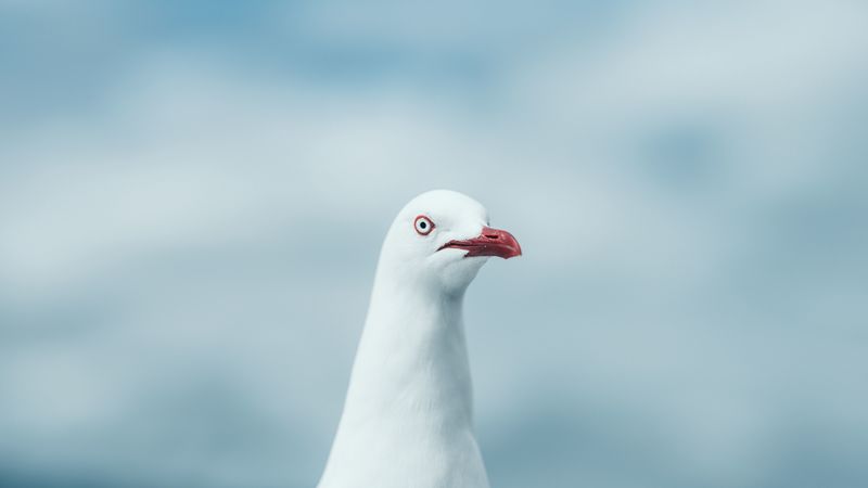 seagull, bird, white, glance, 4k