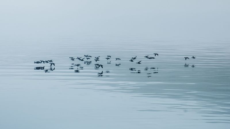 lake, fog, birds, water, nature, 4k