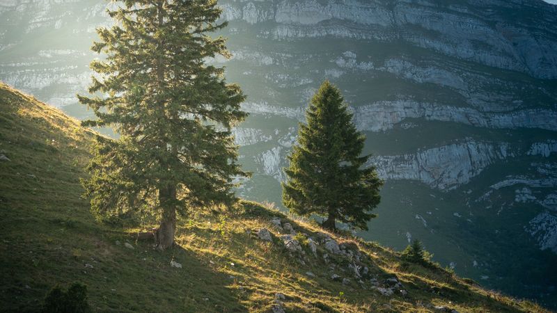 mountain, trees, slope, nature, landscape, 4k