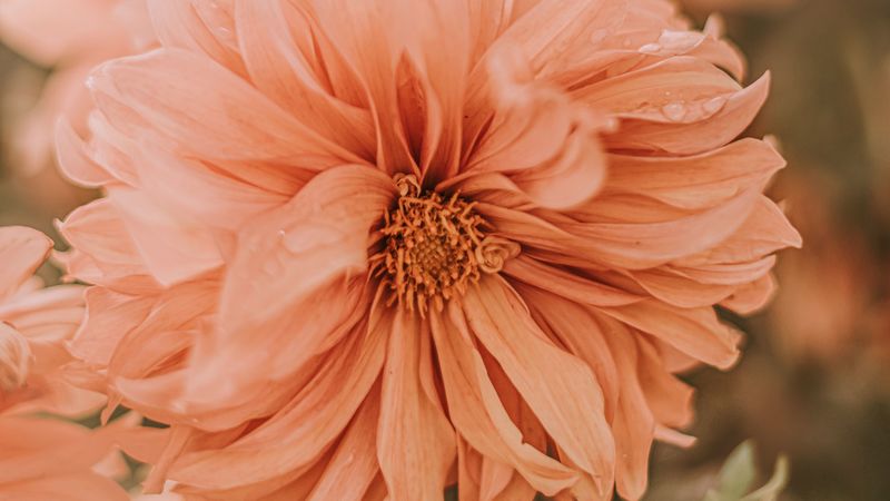 chrysanthemum, flower, pink, wet, dew, 4k