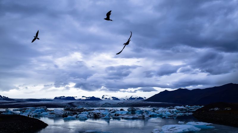 glacier, ice, lake, birds, landscape, 4k