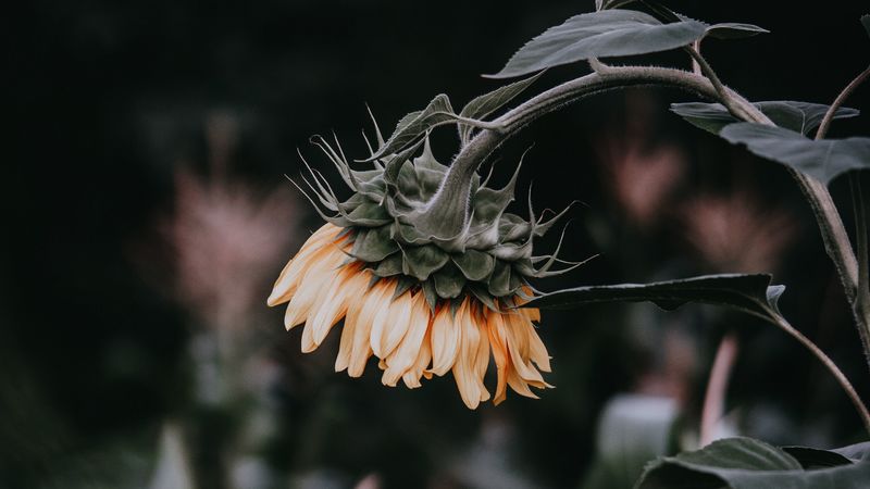 sunflower, flower, yellow, plant, bloom, 4k
