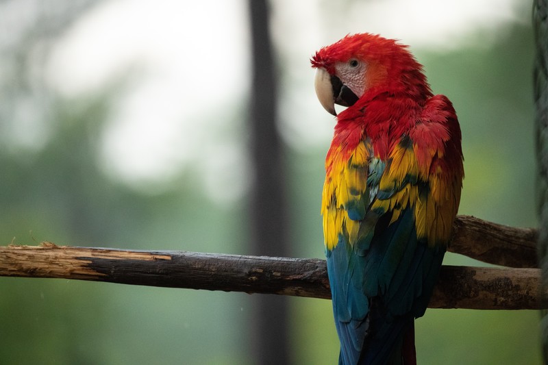 parrot, macaw, birds, hd, 4k, 5k