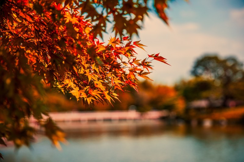 autumn, tree, nature, lake, hd, 4k, 5k