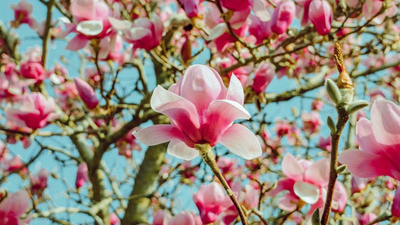 magnolia, flowers, pink, tree, bloom, 4k