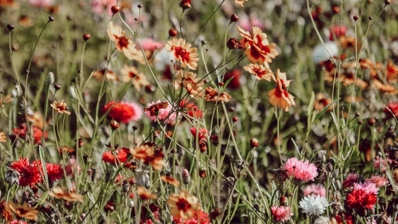 flowers, colorful, wild, field, bloom, 4k