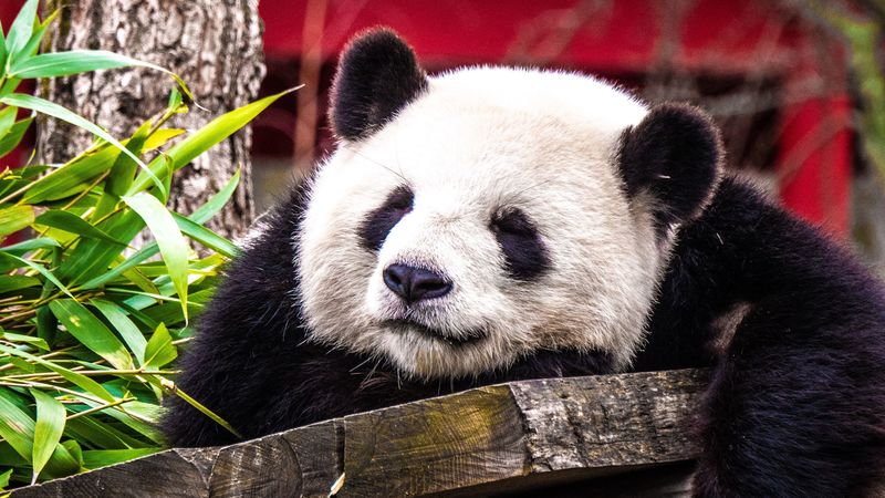 panda, sleep, cute, animal, 4k