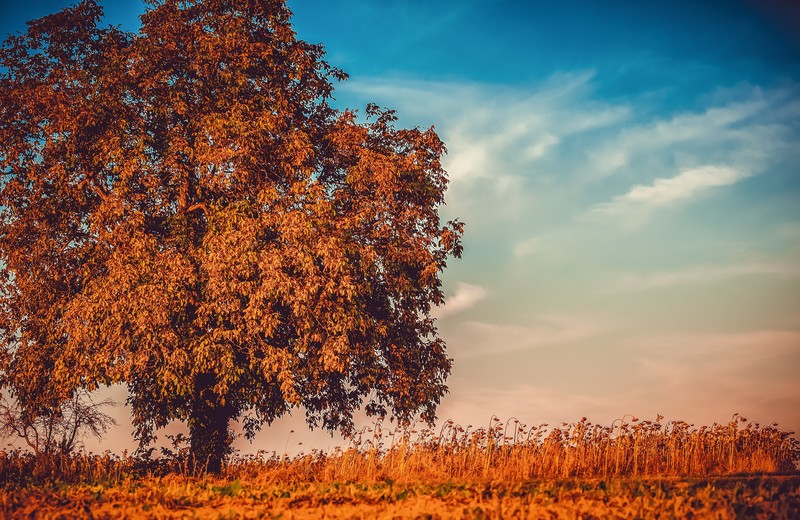 autumn, tree, nature, hd, 4k