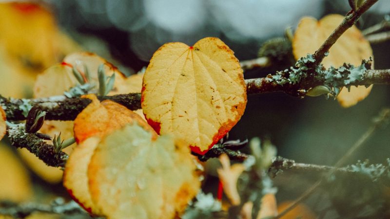 leaves, yellow, macro, branch, autumn, 4k