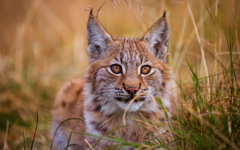 lynx, animals, hd, 4k, 5k