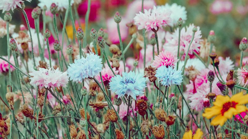 flowers, colorful, wild, field, nature, 4k