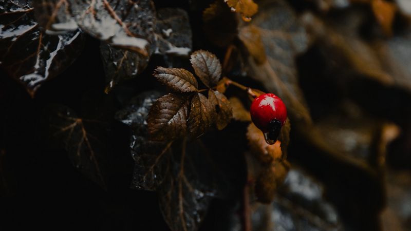 plant, leaves, berry, wet, macro, 4k