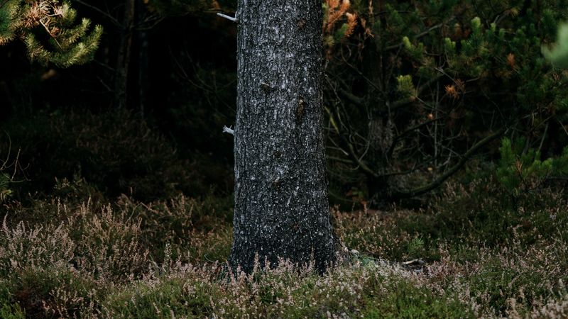 tree, trunk, pine, forest, grass, 4k