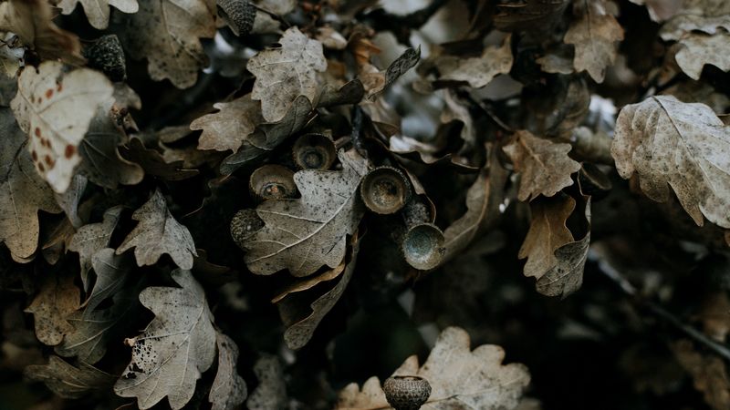 oak, leaves, branch, dry, plant, 4k