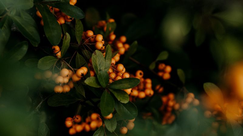 berries, yellow, bunches, leaves, plant, 4k