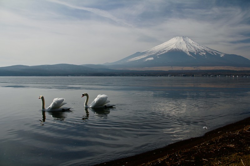 mount fuji, mountains, nature, landscape, hd, 4k, 5k, duck