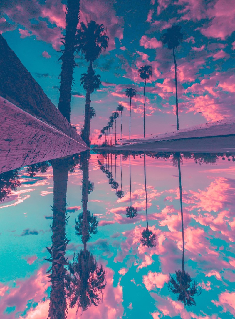 trees, palm, nature, hd, reflection, sky