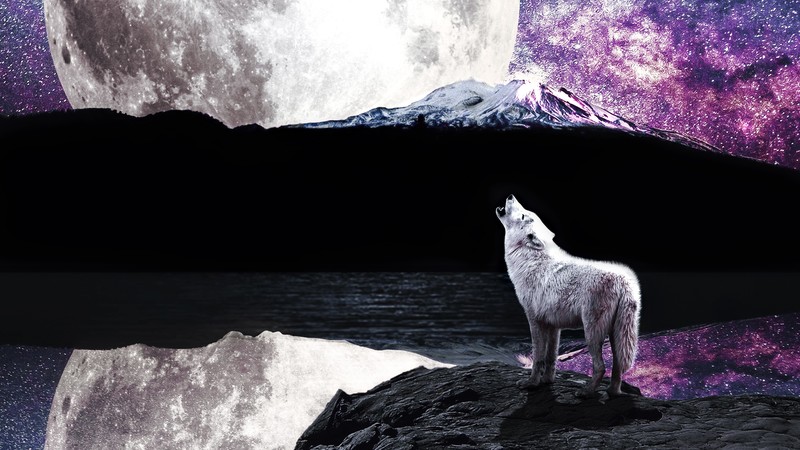 artist, artwork, hd, digital art, wolf