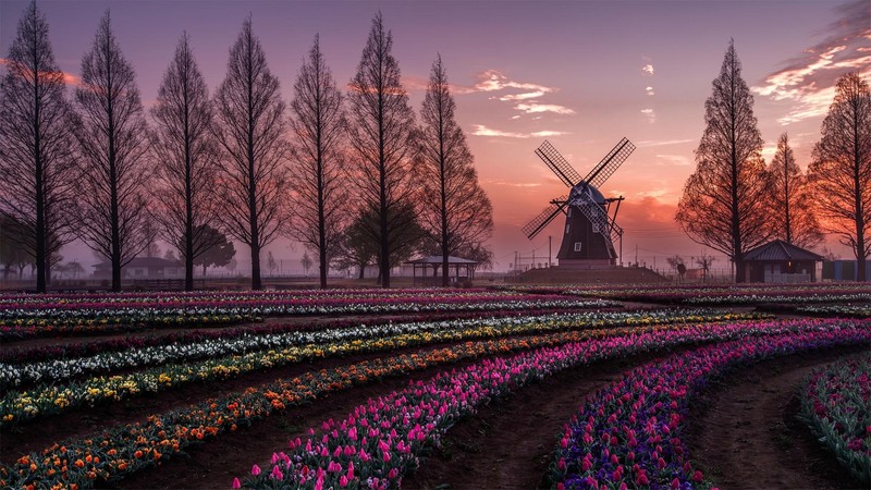 windmill, nature, photography, field, hd