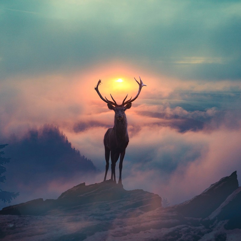 reindeer, deer, photography, hd, photoshop