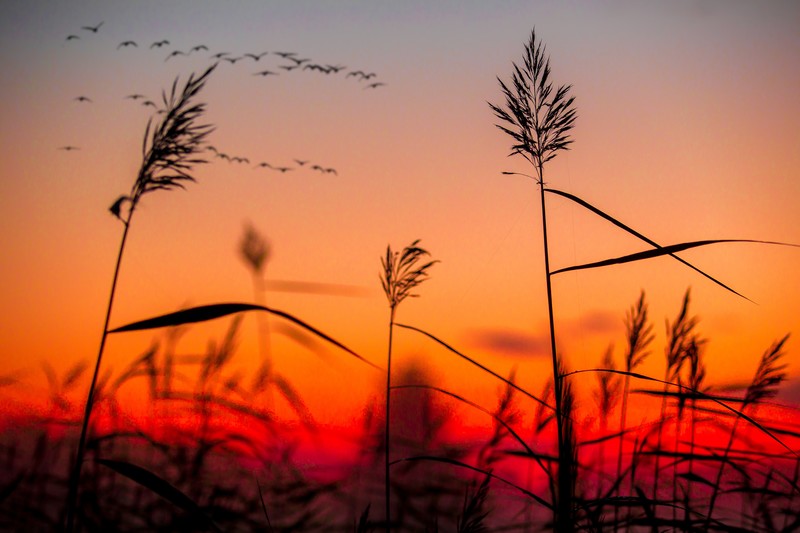 field, sunrise, nature, hd, 4k, 5k