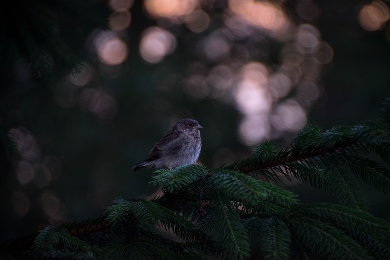 birds, forest, hd, 4k, 5k