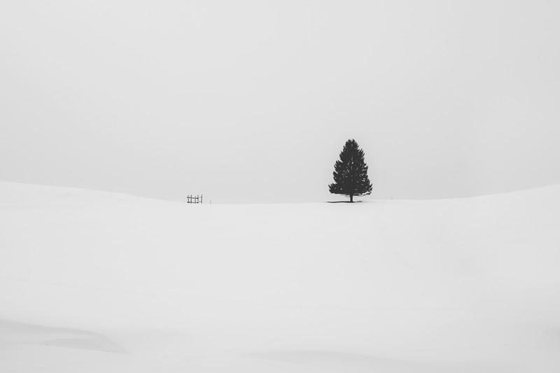 snow, tree, minimalism, minimalist, nature, hd, 4k, 5k