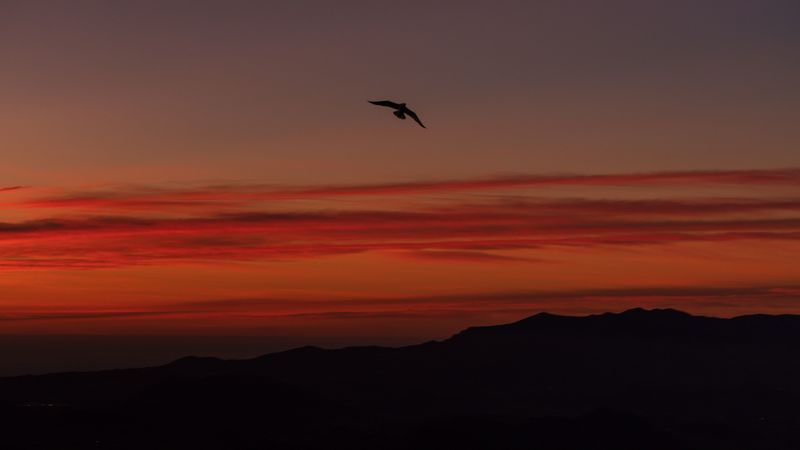 bird, silhouette, dark, dusk, sky, 4k
