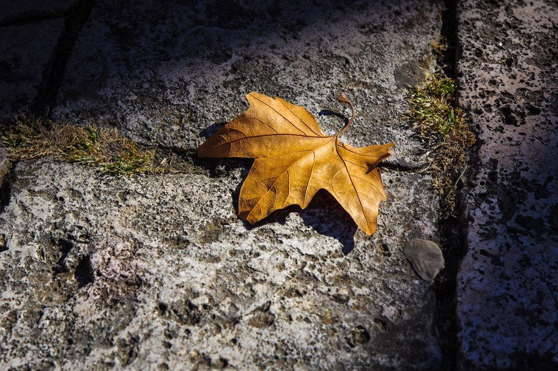 leaf, autumn, nature, hd, 4k, 5k