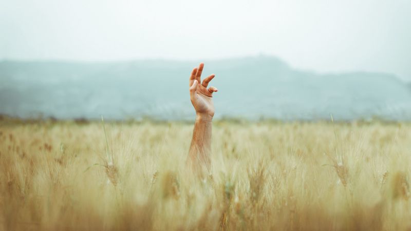hand, field, ears, sky, 4k