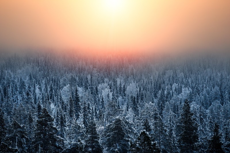 morning, forest, nature, hd, 4k, 5k